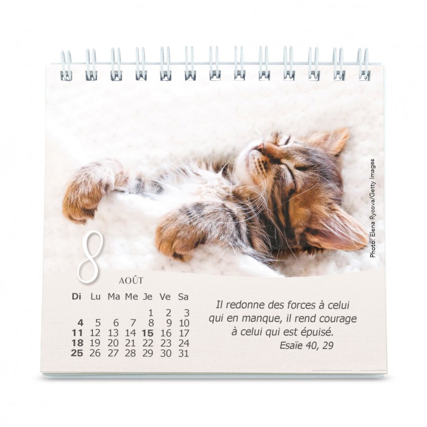 Nos amis les chats - Petit calendrier avec 12 belles photos de